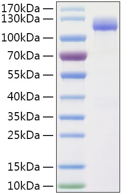 Recombinant Human Insulysin/IDE Protein