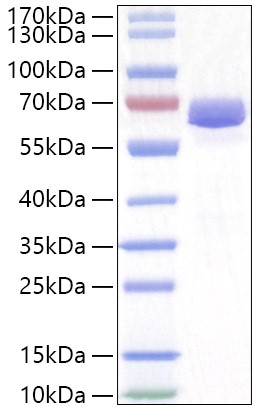 Recombinant Human Neurolysin/NLN Protein