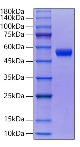 Recombinant Human Thy-1/CD90 Protein