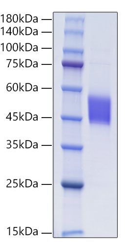 Recombinant Human Follistatin-like protein 1/FSTL1 Protein