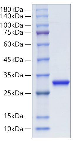 Recombinant Human Ubiquitin thioesterase L1/UCHL1 protein