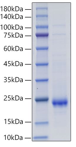 Recombinant Rat IL-10 Protein