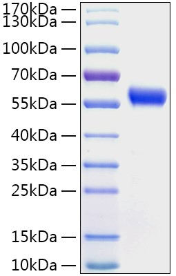 Recombinant Human Calumenin/CALU Protein