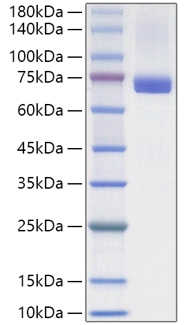 Recombinant Human Heat shock cognate 71 kDa protein/HSC70 Protein