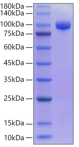 Recombinant Human Sortilin/SORT1 Protein