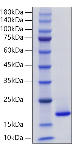 Recombinant Human Phospholipase A2/PLA2G1B Protein