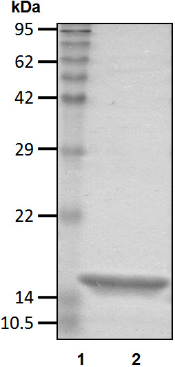 Recombinant Human Ubiquitin-conjugating enzyme E2 D1/UBE2D1 protein