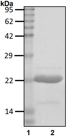 Recombinant Human Ubiquitin-conjugating enzyme E2 E1/UBE2E1 protein