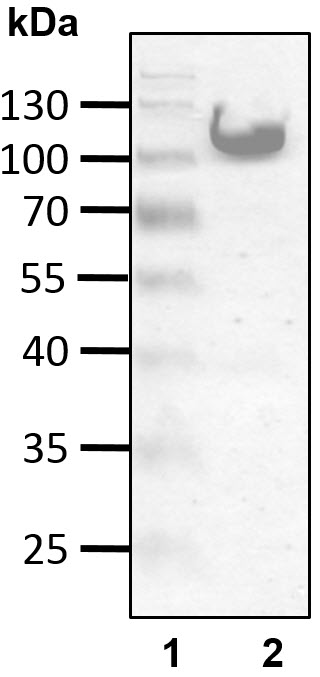 Recombinant Human Atrophin-1 interacting protein 4/ITCH protein