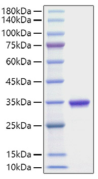 Recombinant Human IgG2A Protein