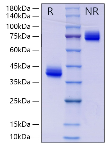 Recombinant Human IgG3 Protein