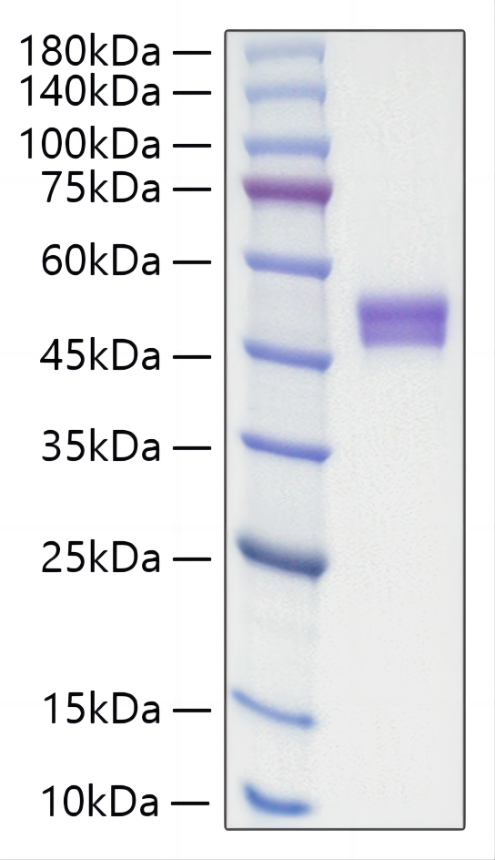 Recombinant Human IgE Protein