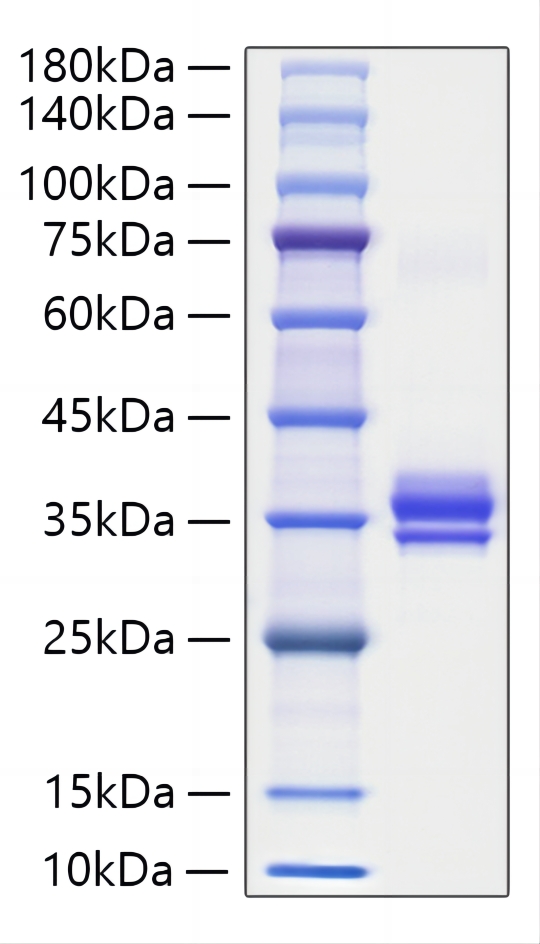 あゆちゃん　レッド・アバロン１点、パウア・アバロン２点、他１点、計4点 HRP-conjugated Rabbit anti-Human IgG1 (Fc) mAb
