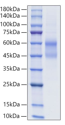 Recombinant Human IgD  Protein