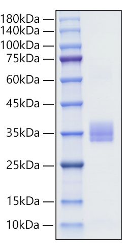 Recombinant Human IgA1  Protein