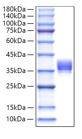 Recombinant Human IgM Protein