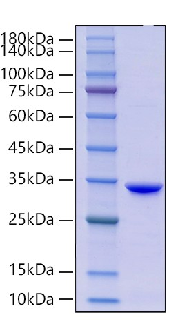 Recombinant His-TrxA-SUMO Protein