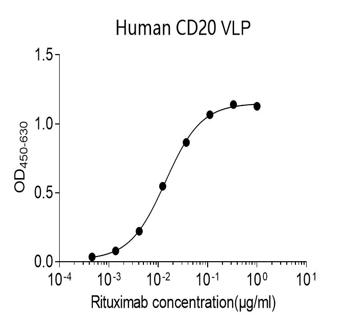 Human CD20 Monoclonal Antibody