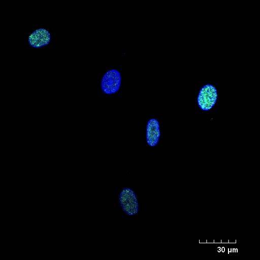 当店だけの限定モデル Phospho-Histone H2AX-S139 mAb Rabbit 筆記具