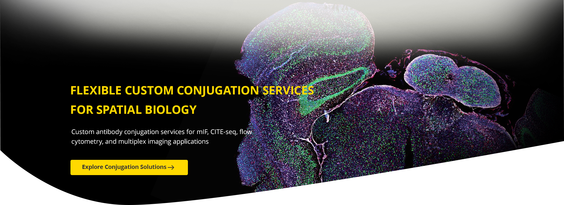 Antibody | Protein | Peptide | ELISA | Gene - ABclonal